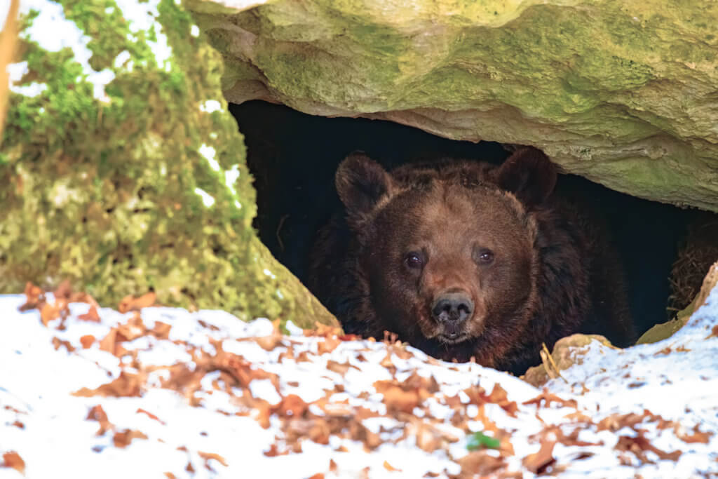 Brown bear in a den in its natural habitat, before or after hibernation
