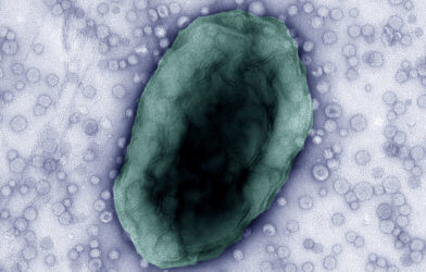 Bacteroides thetaiotaomicron cell