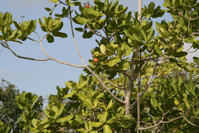 Cashew tree