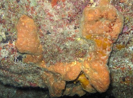 Brazilian marine sponge