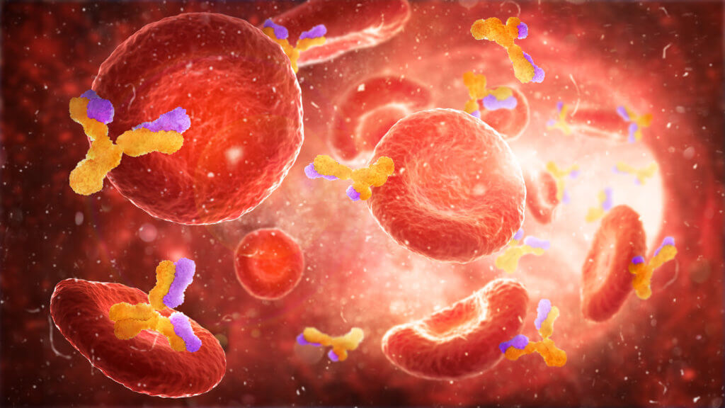 Immunity / immune system. Red blood cells with antibodies in an artery