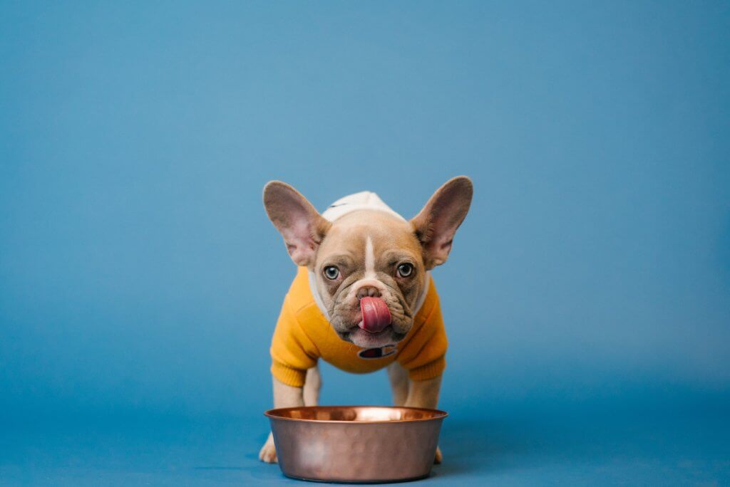 Cute dog eating food out of bowl