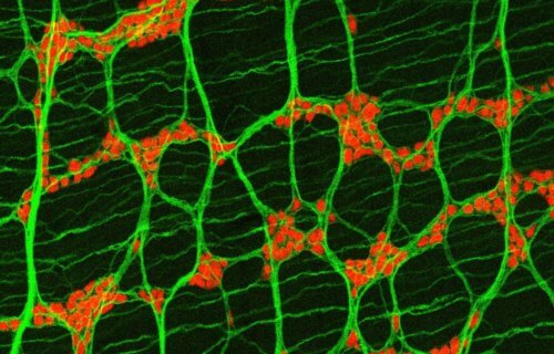 The image shows neurons (red) in the smooth muscle layers (green) of the mouse colon