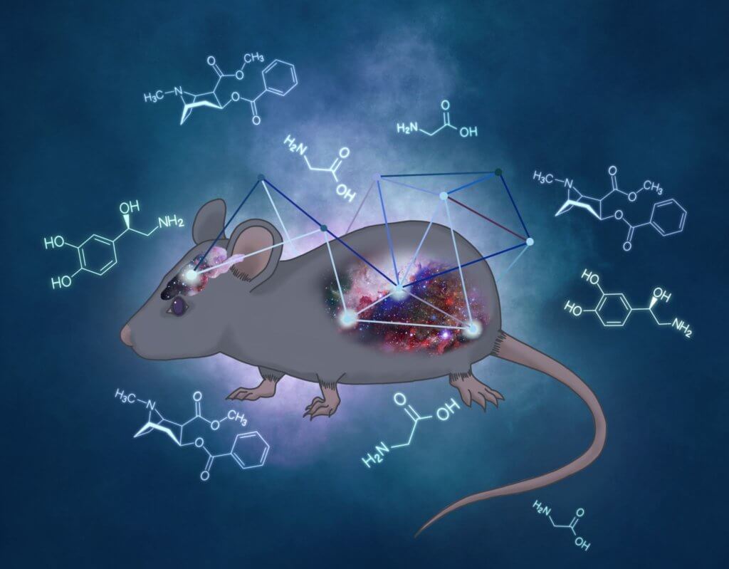Here’s what happens to gut bacteria after cocaine ingestion, according to mouse model