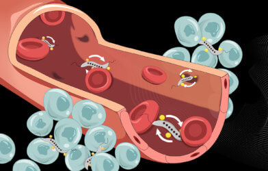 Magnetic bacteria in blood vessel