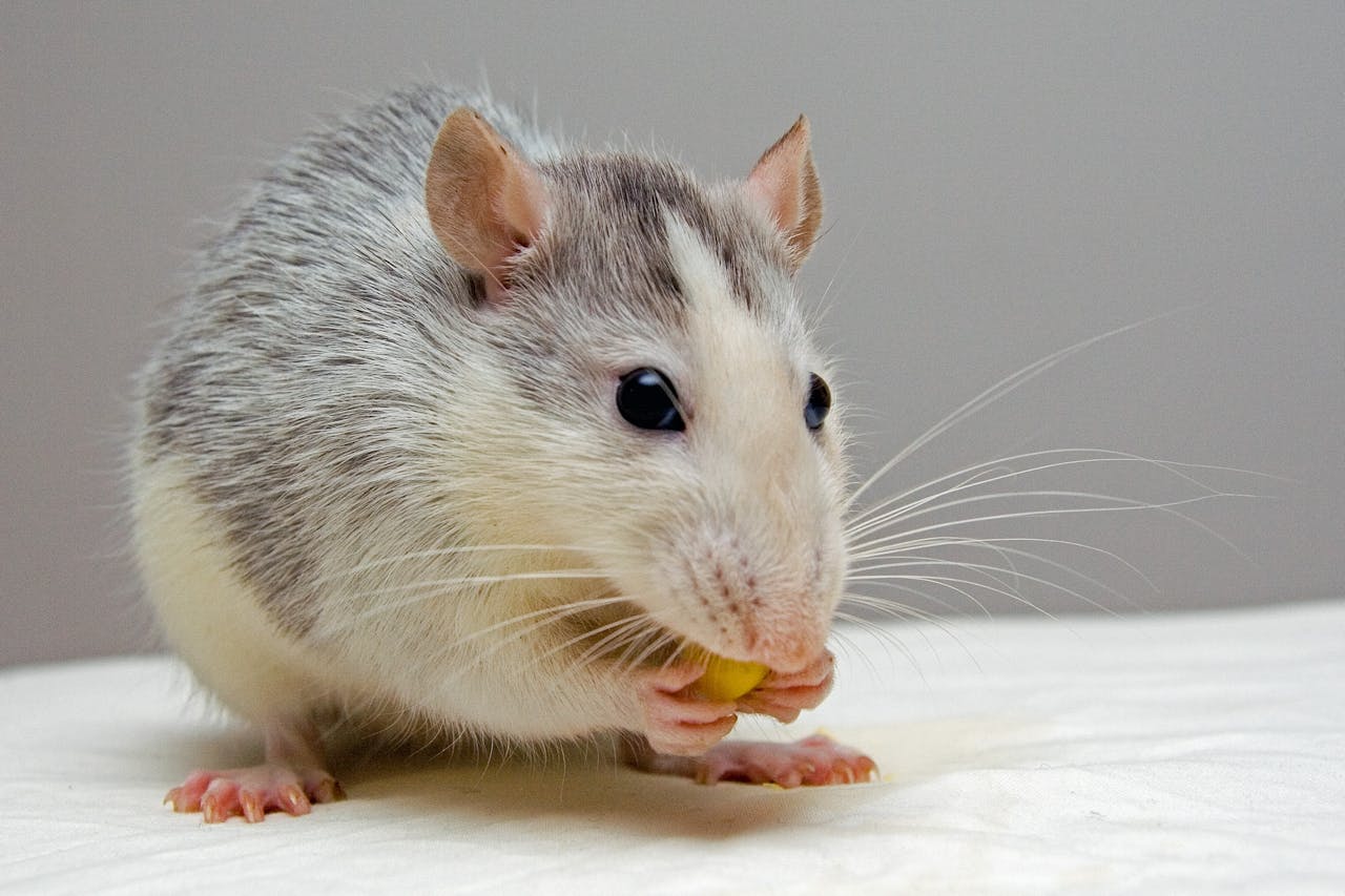 Rat Guts